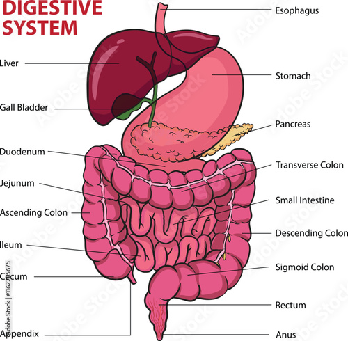 Illustration of human digestive system diagram