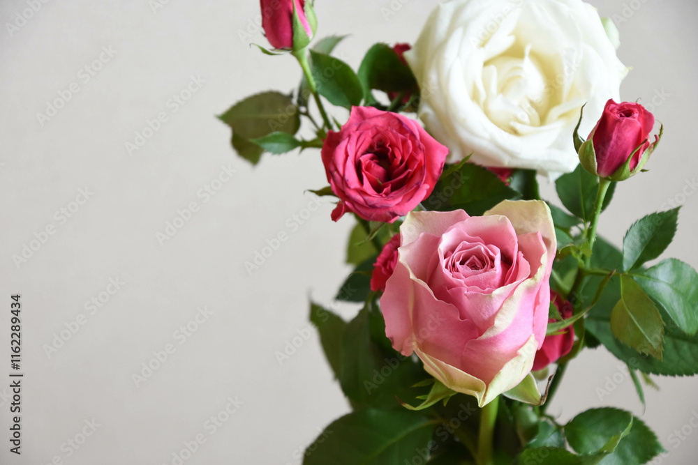 ピンクと白のばら