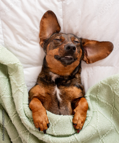 Dachshund snuggled up and asleep in human bed.