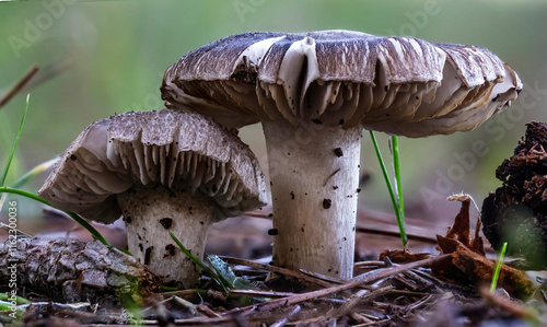 Clitocybe nebularis or Lepista nebularis, photo