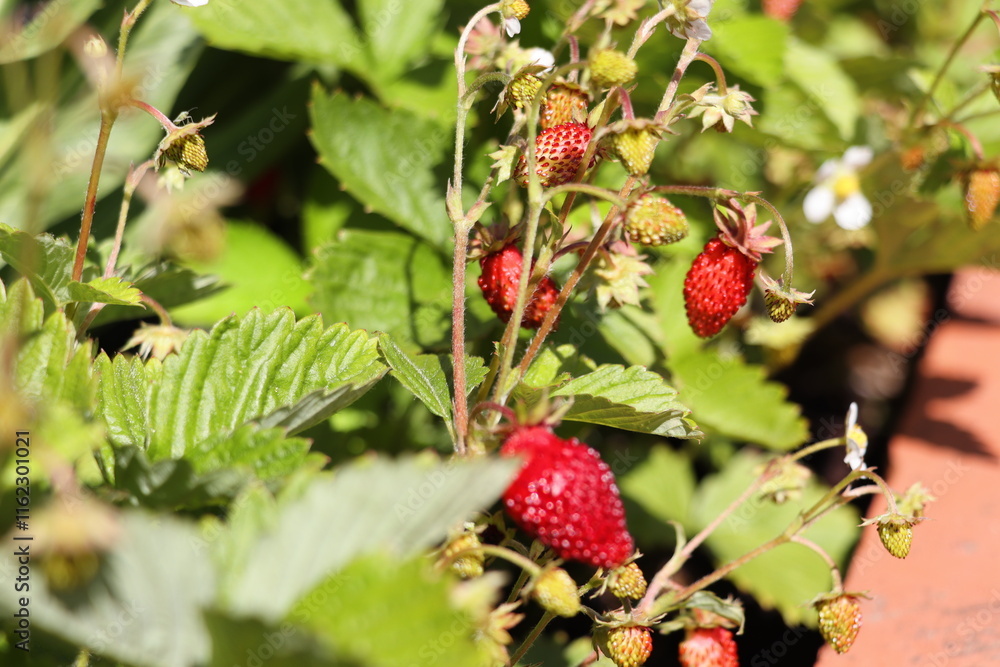 Wild strawberry bush in garden. Red strawberries berry and white flowers close up Wild strawberry bush in garden. Red strawberries berry and white flowers close up