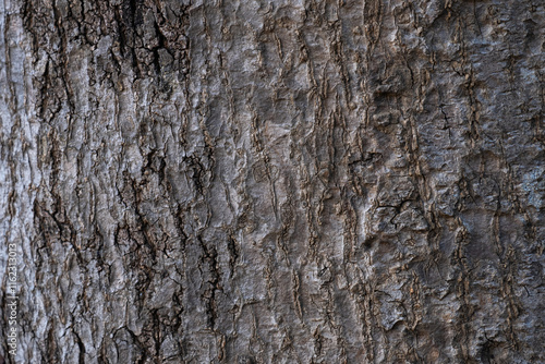 thin bark of a tree texture photo