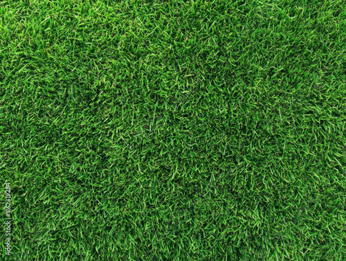 Wallpaper Mural Fresh green grass texture covering a sunny outdoor space for leisure activities Torontodigital.ca
