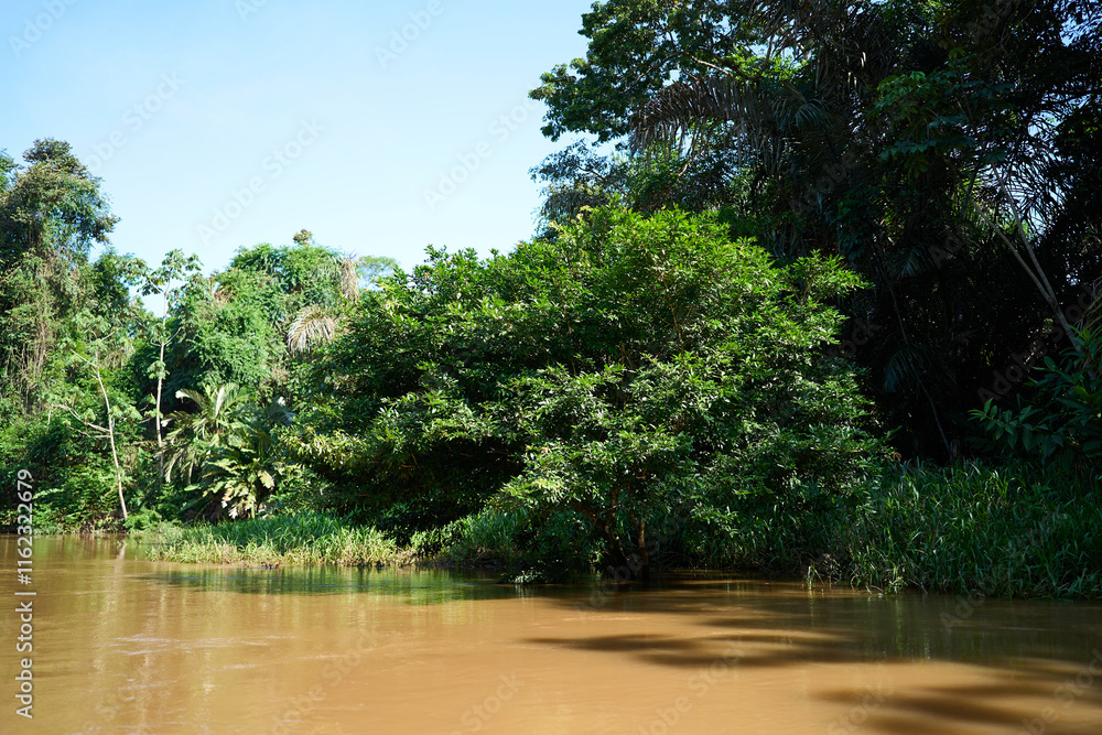 Tortuguero, Costa Rica - November 17, 2024 - jungle landscape in the Tortuguero channel 