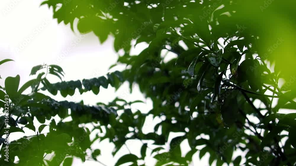 Rain in the forest. Raindrops on leaf trees, light Rain Falling On Tree Leaves, soft rain on plant Rain in the forest. Raindrops on leaf trees, light Rain Falling On Tree Leaves, soft rain on plant