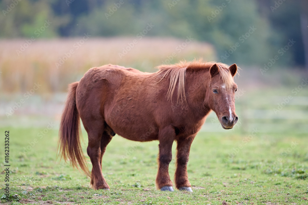 Fototapeta premium Cute brown pony on meadow