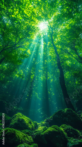 Sunlight Streaming Through Dense Tree Canopy in Serene Forest Setting, Illuminating Moss-Covered Rocks and Creating a Mystical, Peaceful Atmosphere, Ideal for Nature and Meditation Themes