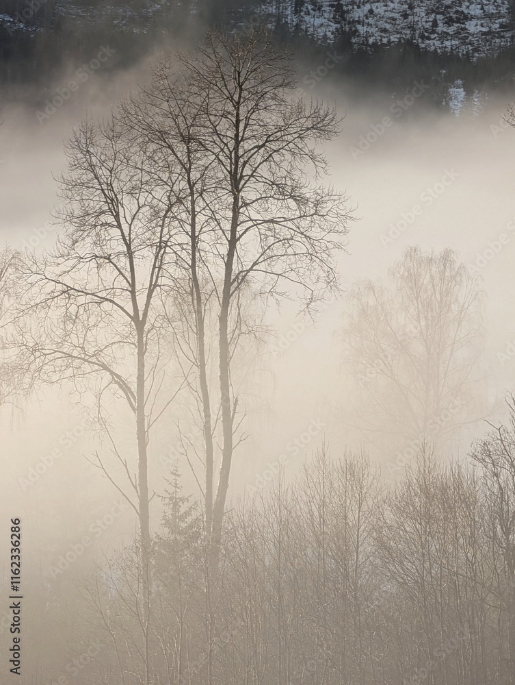 Φωτογραφία Trees in fog in misty mountains of Norway