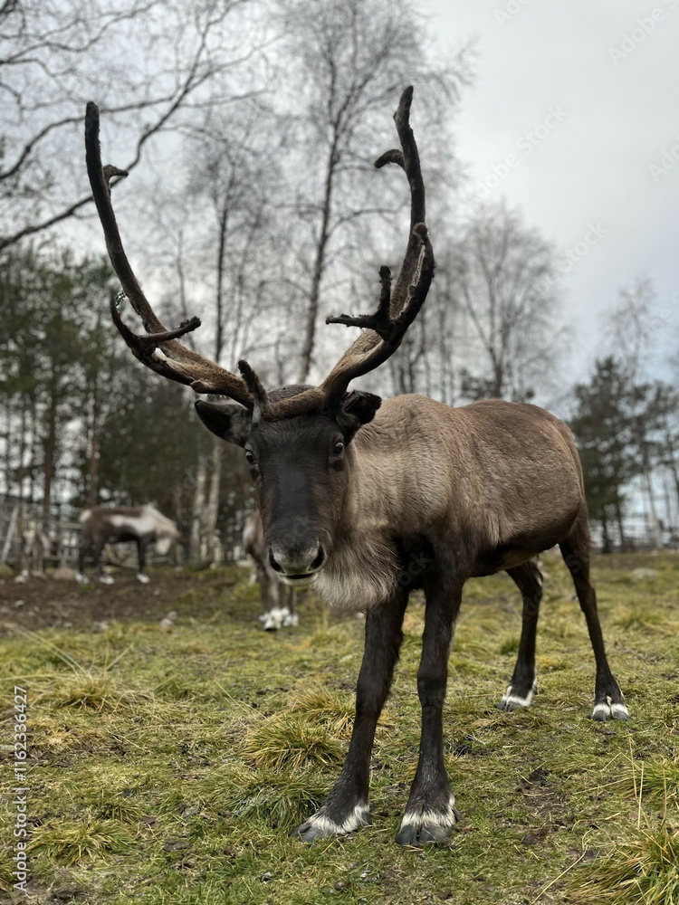 Reindeer in northern Sweden