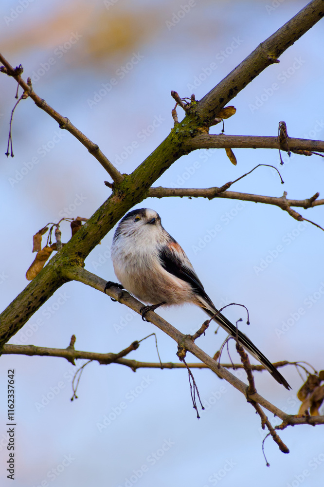 long-tailed tit perching on a tree twig close-up long-tailed tit perching on a tree twig close-up