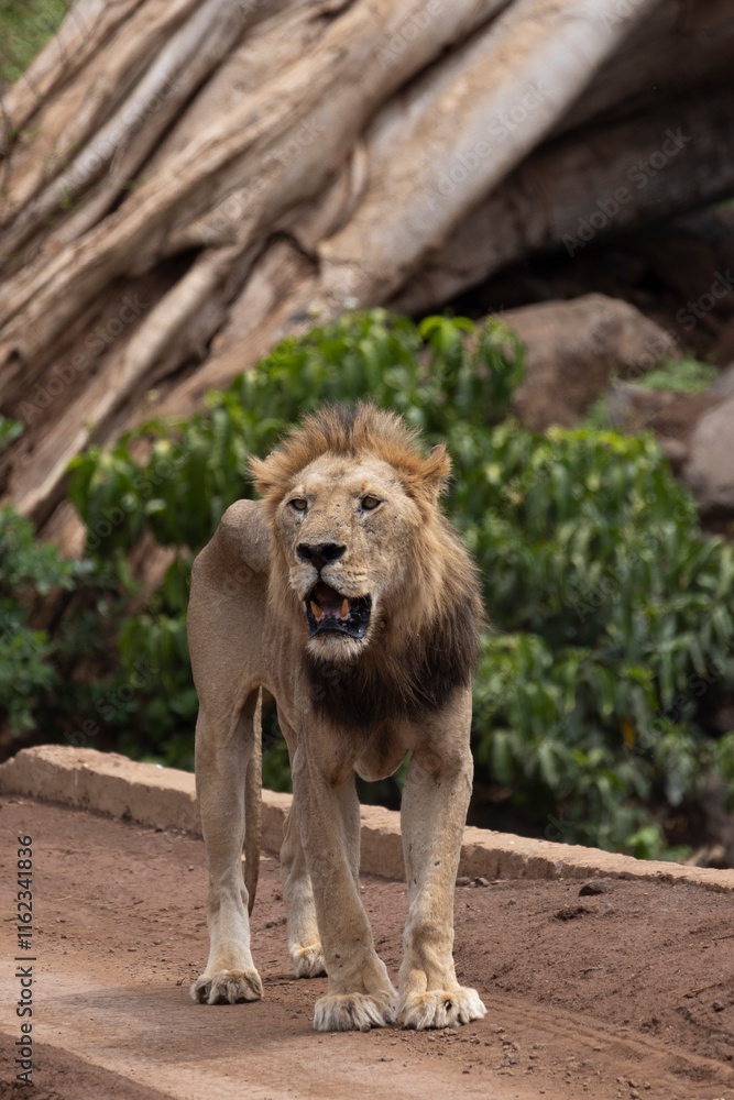 Male Lion standing along the dirt road at Lake Manyara National Park in Tanzania East Africa Male Lion standing along the dirt road at Lake Manyara National Park in Tanzania East Africa