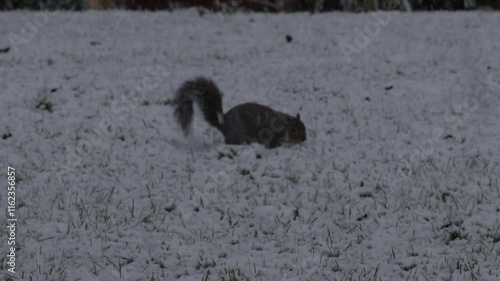 A Grey Squirrel bounding across a snow covered garden as snow falls