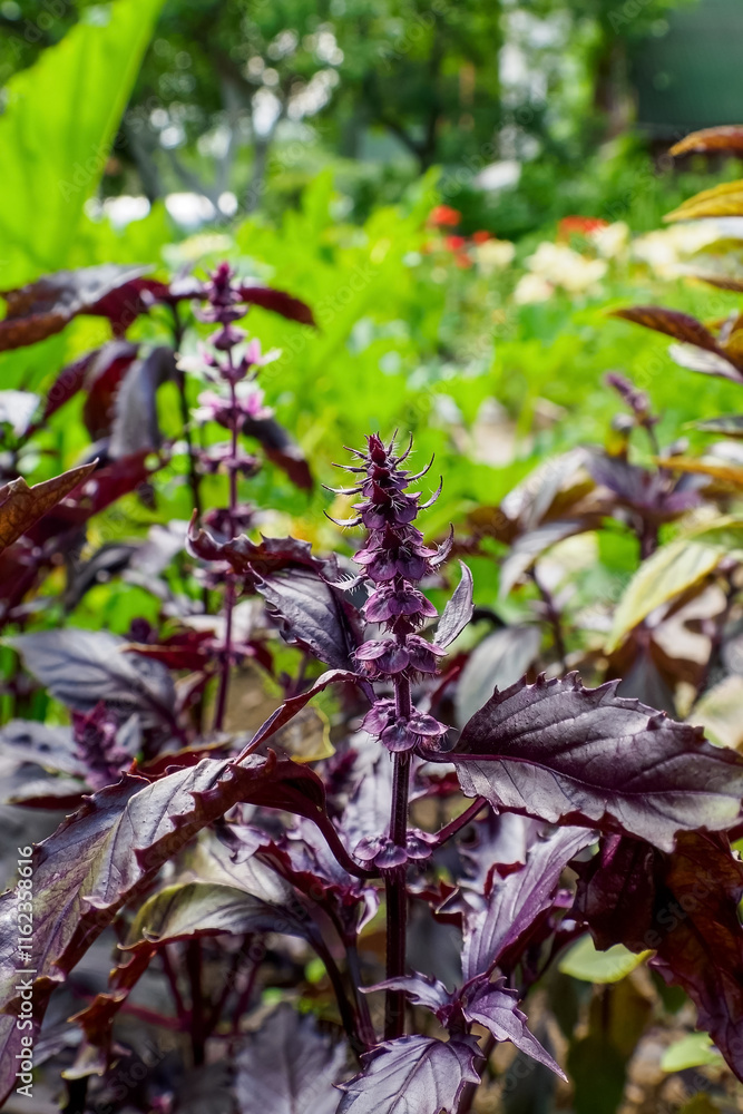 Obraz premium Basil. A flowering plant. Healthy eating. Vegetarianism.