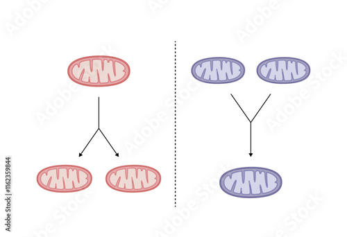Mitochondrial fission, mitochondrion divides into two mitochondria. Mitochondrial fusion, merging of the outer and the inner mitochondrial membranes. Mitochondrial Biogenesis. Vector illustration.