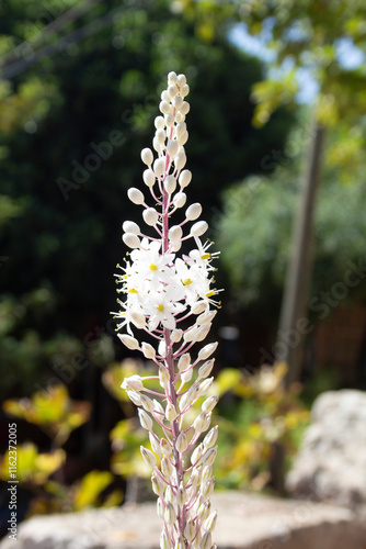 closeup of flower stem with white flowers of the sea squill of Drimia Maritima at the lycian coast in Turkey in Autumn