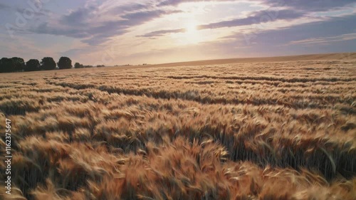 A serene wheat field under a beautiful sunset, showcasing nature's tranquility and the golden hues of grain swaying in the breeze. photo