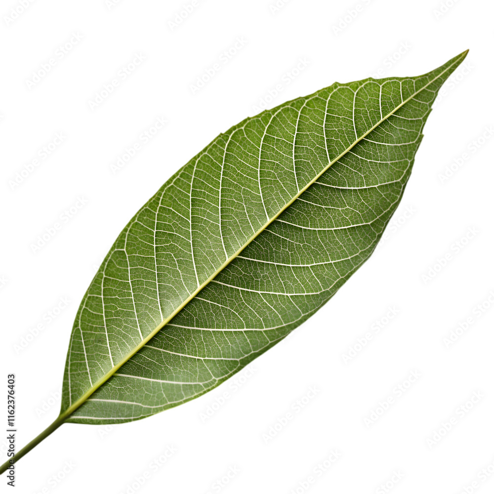 Leave on transparent background Leave on transparent background