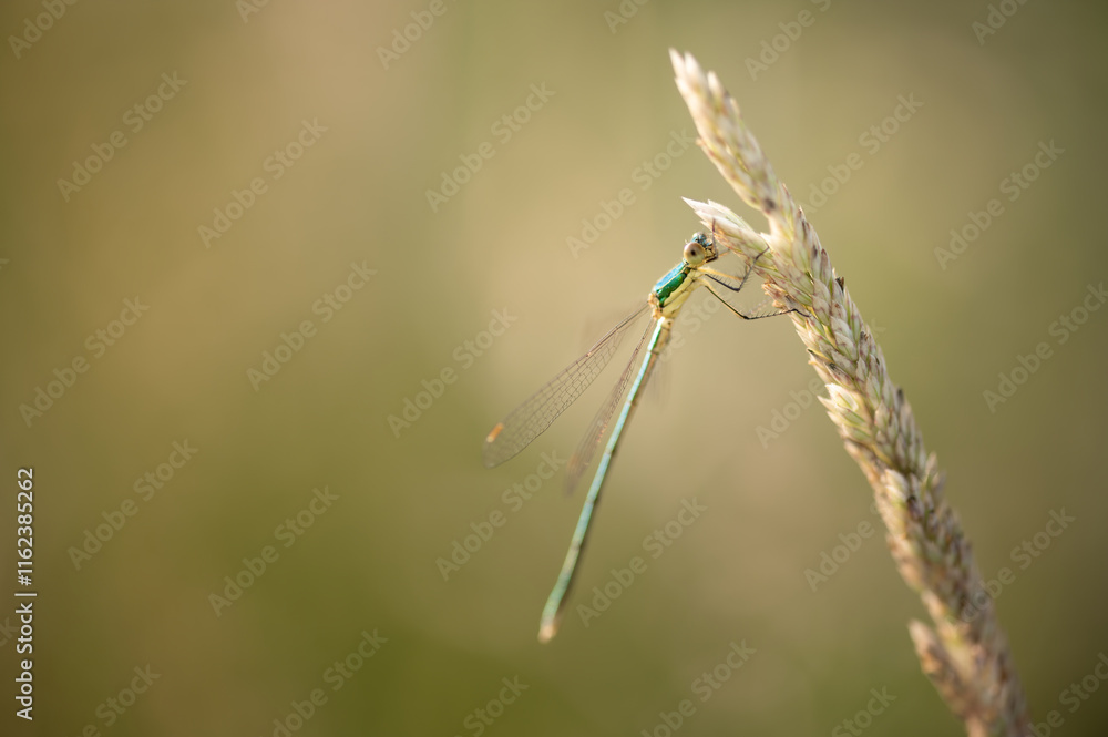 Small spreadwing or small emerald spreadwing (Lestes virens), Belgium Small spreadwing or small emerald spreadwing (Lestes virens), Belgium
