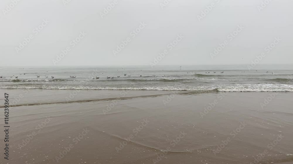 Flock seagull wave North Sea Netherlands Scheveningen wind storm try fly wild Flock seagull wave North Sea Netherlands Scheveningen wind storm try fly wild