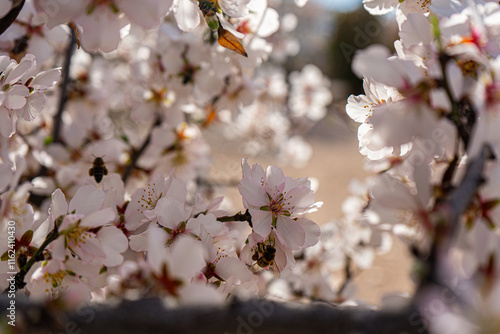 Una abeja tomando néctar de los almendros en flor, Provincia Alicante, España photo