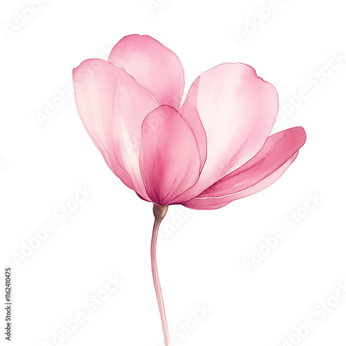 Single cyclamen bloom floral art studio watercolor clipart transparent background pastel gradients nature illustration