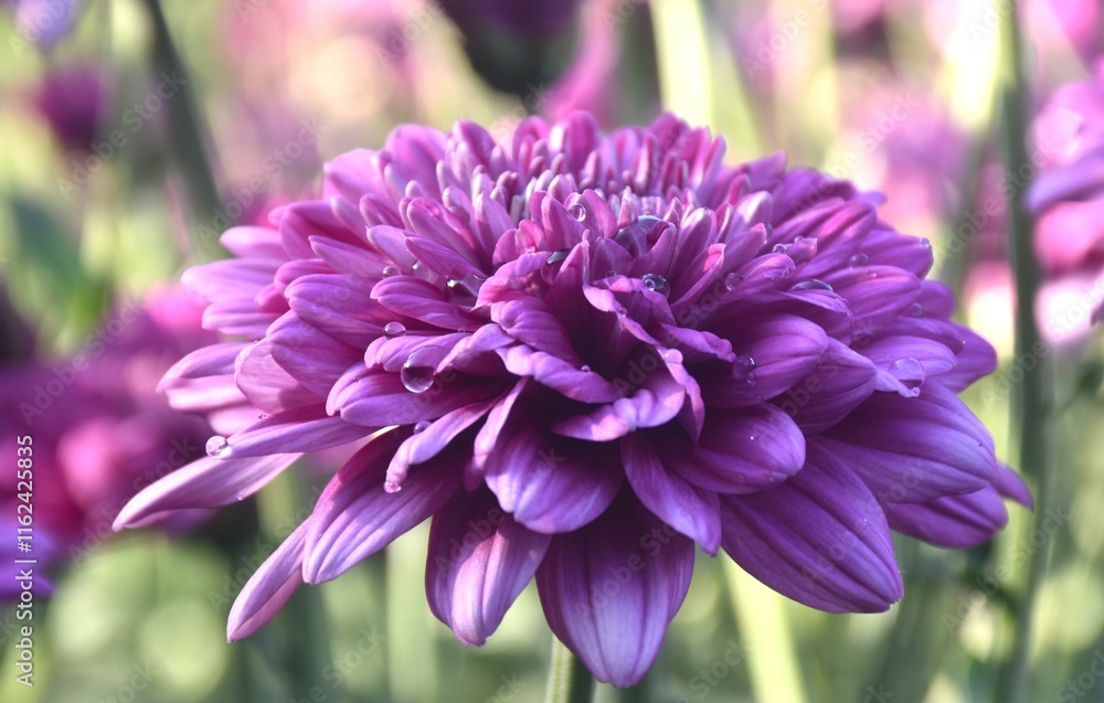 pink chrysanthemum flowers with drop of water blooming in garden pink chrysanthemum flowers with drop of water blooming in garden