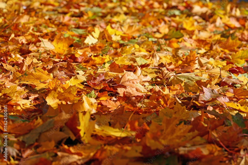 Maple leaves have fallen to the ground in autumn Maple leaves have fallen to the ground in autumn