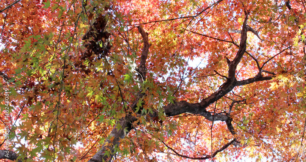 Beautiful red, orange and green leaves of Acer Palmatum, Japanese Maple tree in autumn. Trees with bright foliage in fall bottom view. Natural forest background.