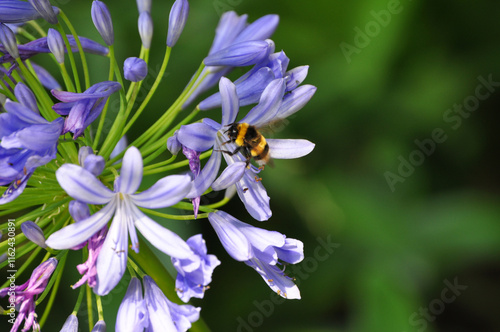 Bumblebee pollinating purple agapanthus flowers photo