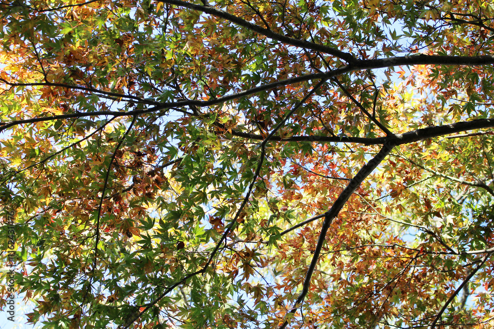 Beautiful green, orange and red leaves of Acer Palmatum, Japanese Maple tree in autumn forest bottom view. Colorful foliage against the blue sky. Natural forest background. Beautiful green, orange and red leaves of Acer Palmatum, Japanese Maple tree in autumn forest bottom view. Colorful foliage against the blue sky. Natural forest background.