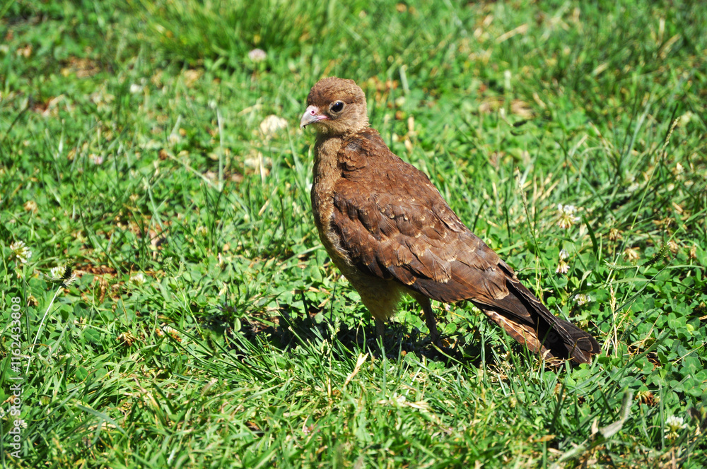 Young Chimango, also called Tiuque, native to South America Young Chimango, also called Tiuque, native to South America