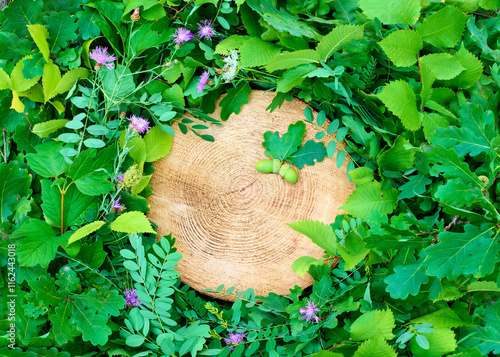The tree stump and leaves background with oak acorns