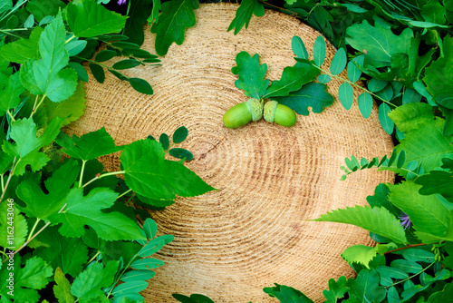 The tree stump and leaves background with oak acorns