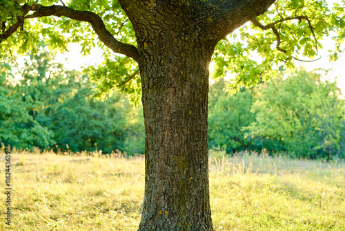 oak tree in the forest in the golden glow of the setting sun