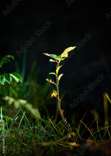 Light among greenery texture of nature