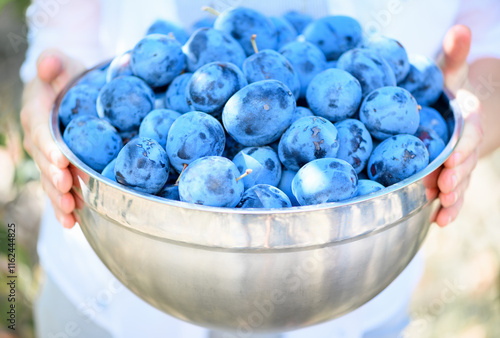 A large bowl filled with freshly picked ripe blue plums,