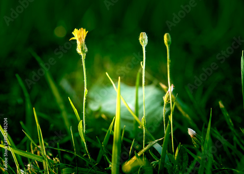 Light among greenery texture of nature