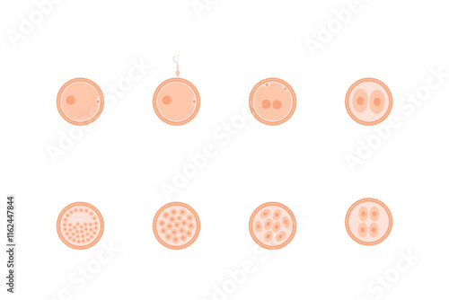 Embryo Development Stages Science Design. Vector Illustration.
