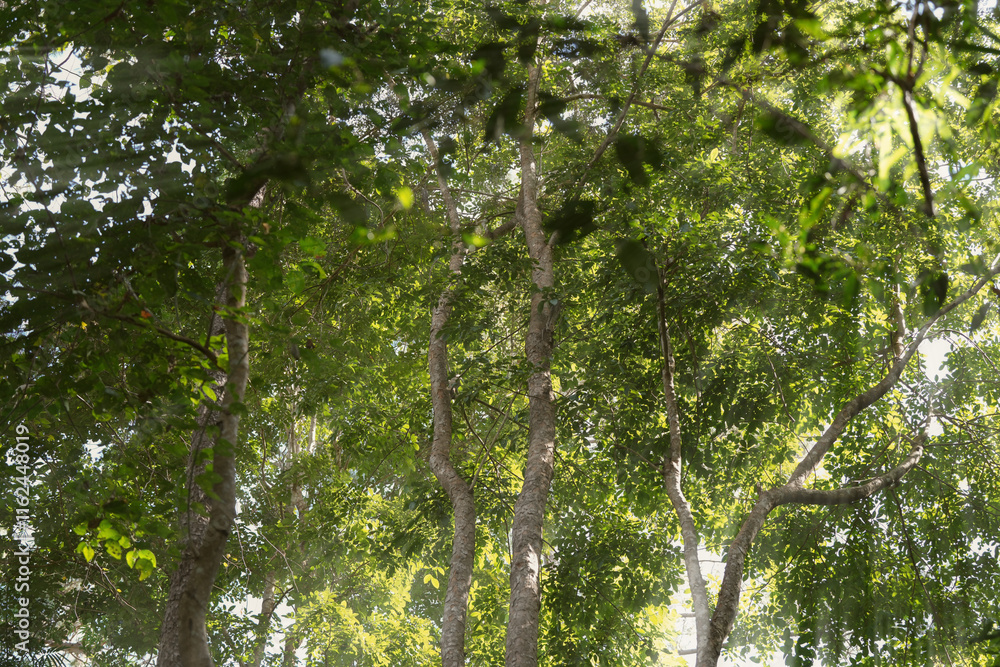 Obraz premium sunshine with trees in the forest