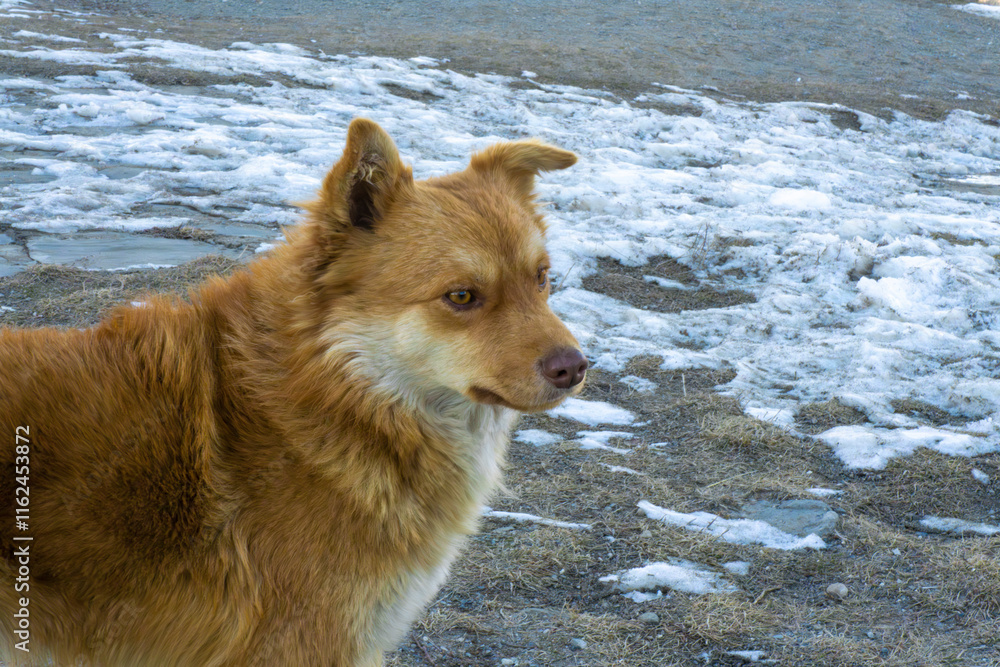 A red fox-like dog looks to the side. Dry grass partially covered with snow in the background. A red fox-like dog looks to the side. Dry grass partially covered with snow in the background.