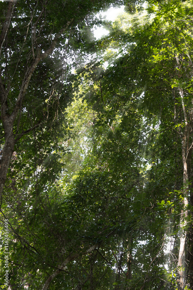 sunshine with trees in the forest sunshine with trees in the forest