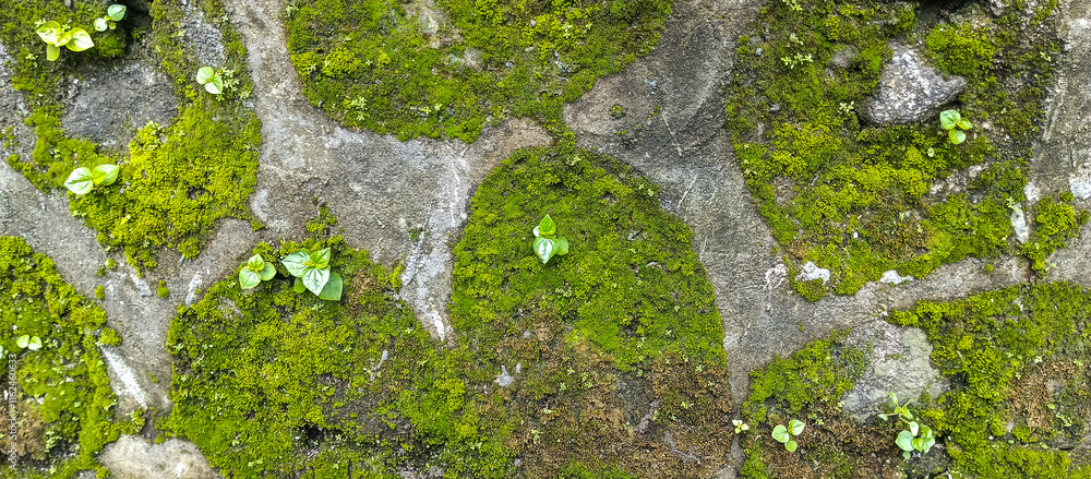 Fototapeta premium green moss on the stone