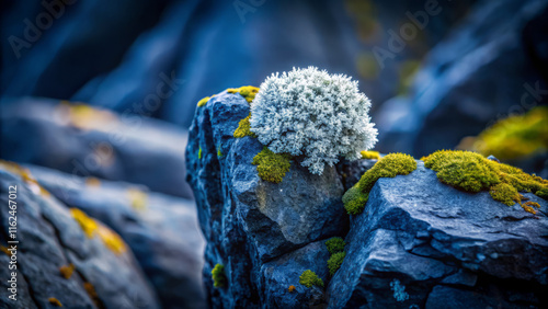 Lichen covered rocks in serene landscape, showcasing nature beauty and resilience. high contrast macro photography highlights intricate details of moss and lichen photo