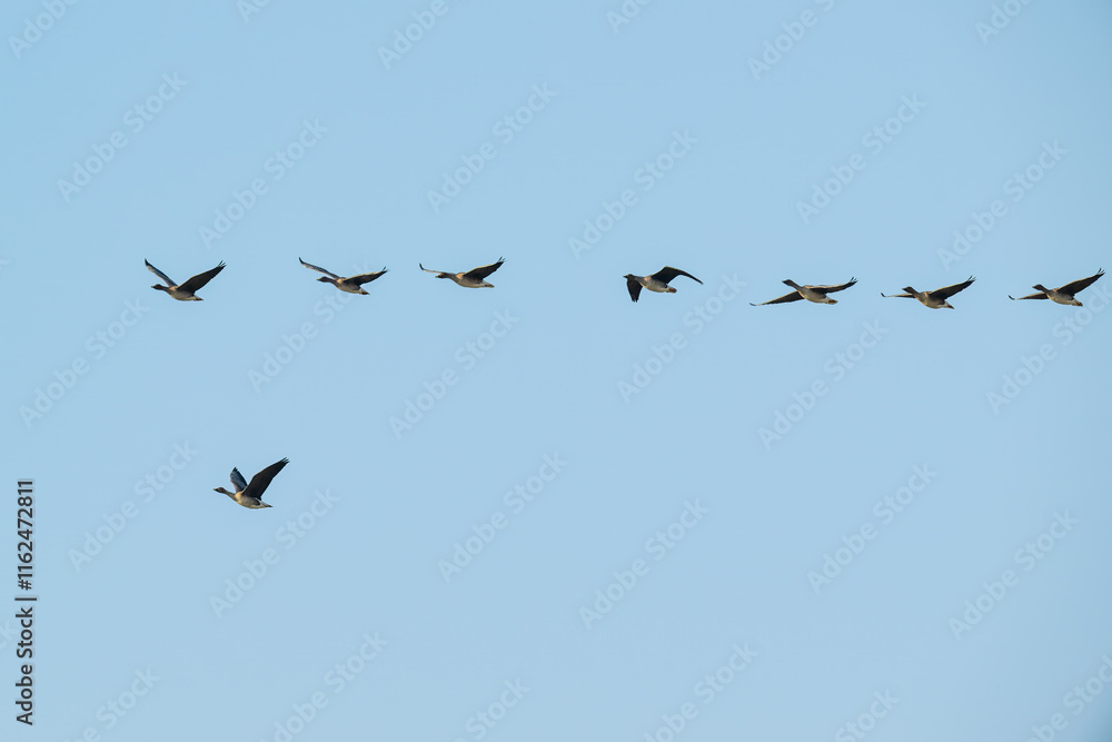 Obraz premium Bean goose flying in the sky