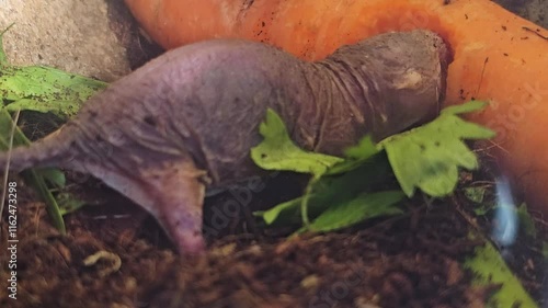 Close view of a  hungry  naked mole-rat eating veggies in the underground	 photo