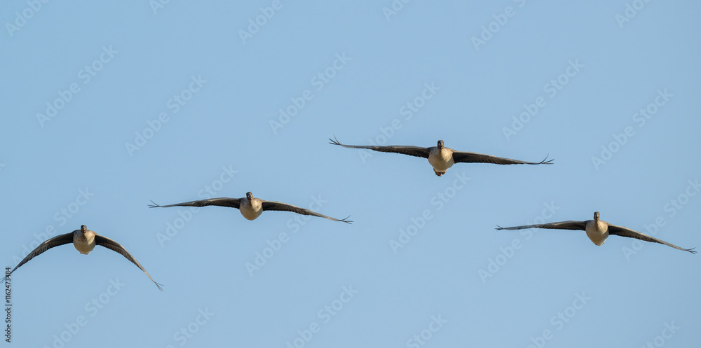 Bean goose flying in the sky, toward camera Bean goose flying in the sky, toward camera