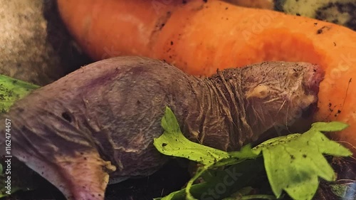 Close view of a  hungry  naked mole-rat eating veggies in the underground	 photo