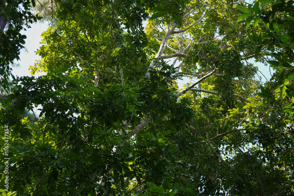 Fototapeta premium sunshine with trees in the forest