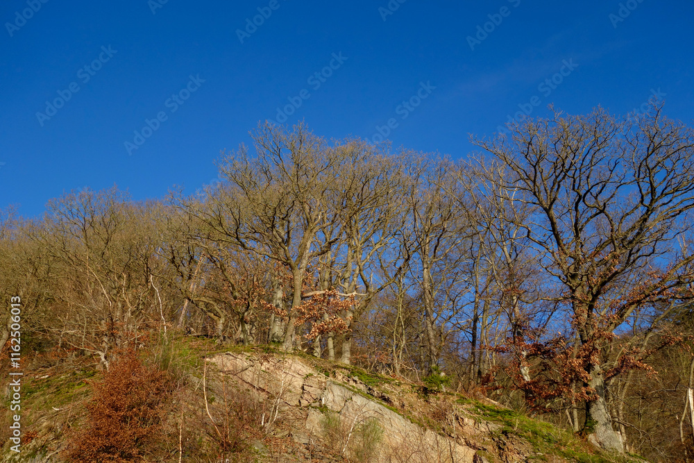 a group of bare trees on a hillside. The trees are tall and slender with no leaves, and their branches are bare, indicating that it is winter. The sky is clear and blue a group of bare trees on a hillside. The trees are tall and slender with no leaves, and their branches are bare, indicating that it is winter. The sky is clear and blue