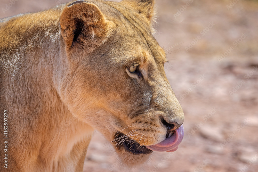 Close up of wild female Lioness licking lips in Aquila Game Reserve, near Cape Town, South Africa Close up of wild female Lioness licking lips in Aquila Game Reserve, near Cape Town, South Africa